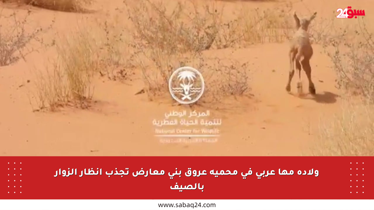 ولادة مها عربي في محمية عروق بني معارض تجذب أنظار الزوار بالصيف
